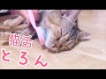 【猫舌とろん】と猫