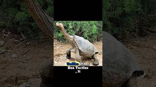 🐢😱 THE BIGGEST TURTLE IN THE WORLD!#shorts
