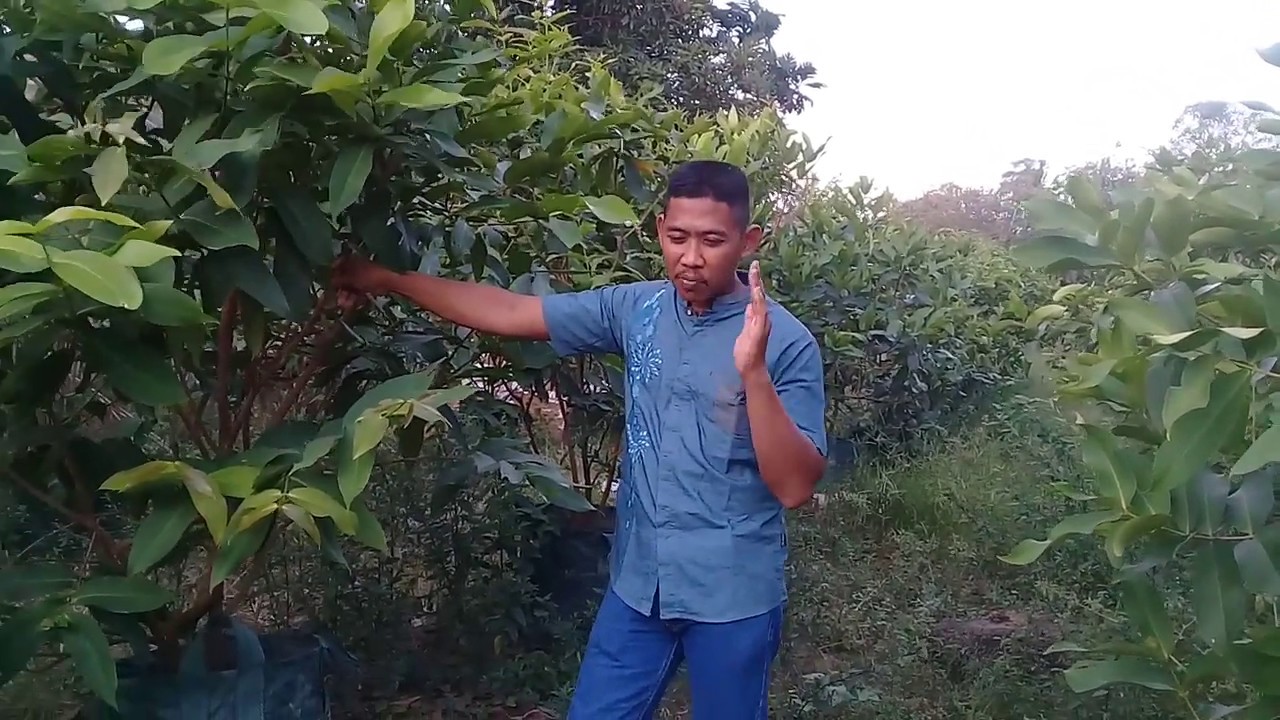 HASIL PERANGSANGAN BUNGA PADA TAMBULAMPOT JAMBU AIR DG TEKNIK 03 METODE 5-5 (+) (01 OKTOBER 2019)