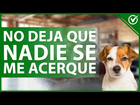 🐶 Por qué mi Perro no deja que Nadie se me Acerque y cómo Evitar ese Comportamiento 😠🐶