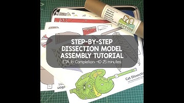 Dissection Models: Cat Model Assembly