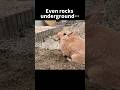 Watch This Rabbit Dig! 🐰