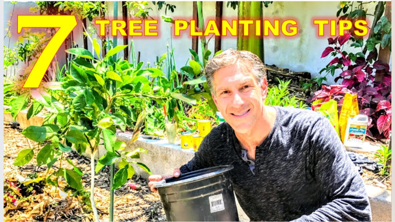 7 TIPS FOR SUCCESSFUL TREE PLANTINGS BY CHARLES J. MALKI
