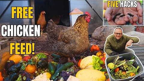 FREE CHICKEN FEED | 5 Ways to Stop Buying Feed!