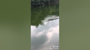 Best Fishing Video 🐟 Amazing Fishing 🔴  Fishing 🔴 Tik Tok China #shorts 0003 (2562)