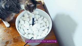 Simple step by guide to make water fountain with filtration for your
cat. no tools are required finish this project. you will need: -flower
pot -pebb...