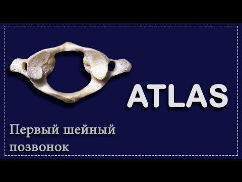 ПЕРВЫЙ ШЕЙНЫЙ ПОЗВОНОК | АТЛАНТ | ATLAS | ОСНОВЫ АНАТОМИИ ДЛЯ СТУДЕНТОВ-МЕДИКОВ