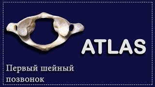 ПЕРВЫЙ ШЕЙНЫЙ ПОЗВОНОК | АТЛАНТ | ATLAS | ОСНОВЫ АНАТОМИИ ДЛЯ СТУДЕНТОВ-МЕДИКОВ