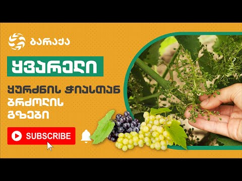 ყურძნის ჭიასთან ბრძოლის გზები [ბარაქას რჩევები]