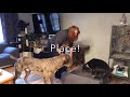 Manchester Dog Trainer/Amherst Dog Trainer Voodoo 4 year old pit mix Manchester Dog Trainer/Amherst Dog Trainer Voodoo 4 year old pit mix