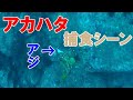 【水中映像】アカハタ捕食シーン(アジの泳がせ)