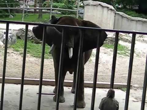 GRANTS FARM, ST LOUIS, MO, AFRICAN ELEPHANT SHOW - YouTube