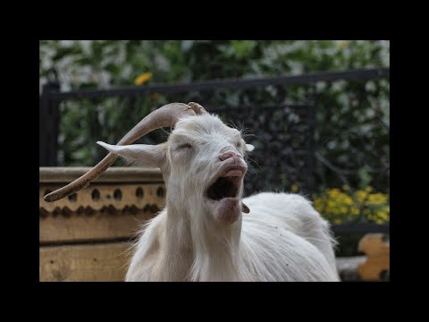 Безумные козы! Что с ними не так! Очень Смешные приколы!