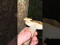 Ockertäubling/ Zitronentäubling- Russula ochroleuca Teil 3 (von 4) #wood #pilze #nature #foraging