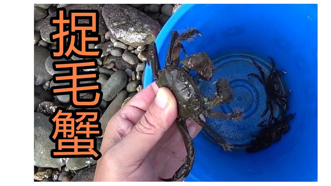 釣魚fishing 5 毛蟹初體驗 毛蟹毛蟹你躲在那裡 Youtube