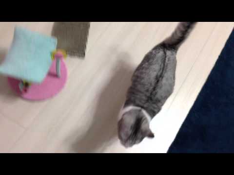 Eve following mommy around ママを追う