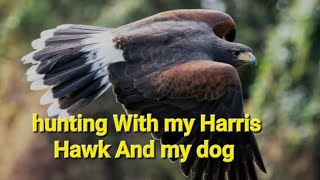 hunting With my dog and Harris Hawk wot a day