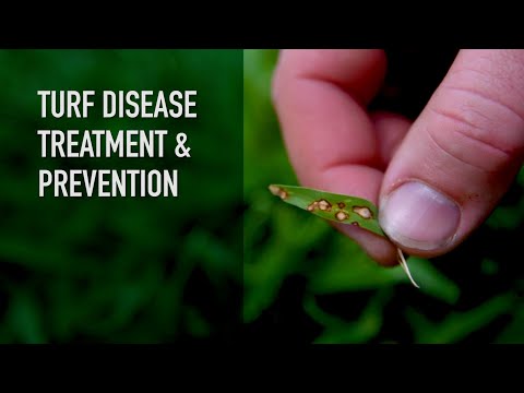 Video: Mould Turfgrass Disease - Lub Tswv Yim Rau Kev Kho Slime Pwm Ntawm Nyom