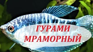 Гурами Мраморный. Размножение, совместимость, чем кормить, самец и самка.