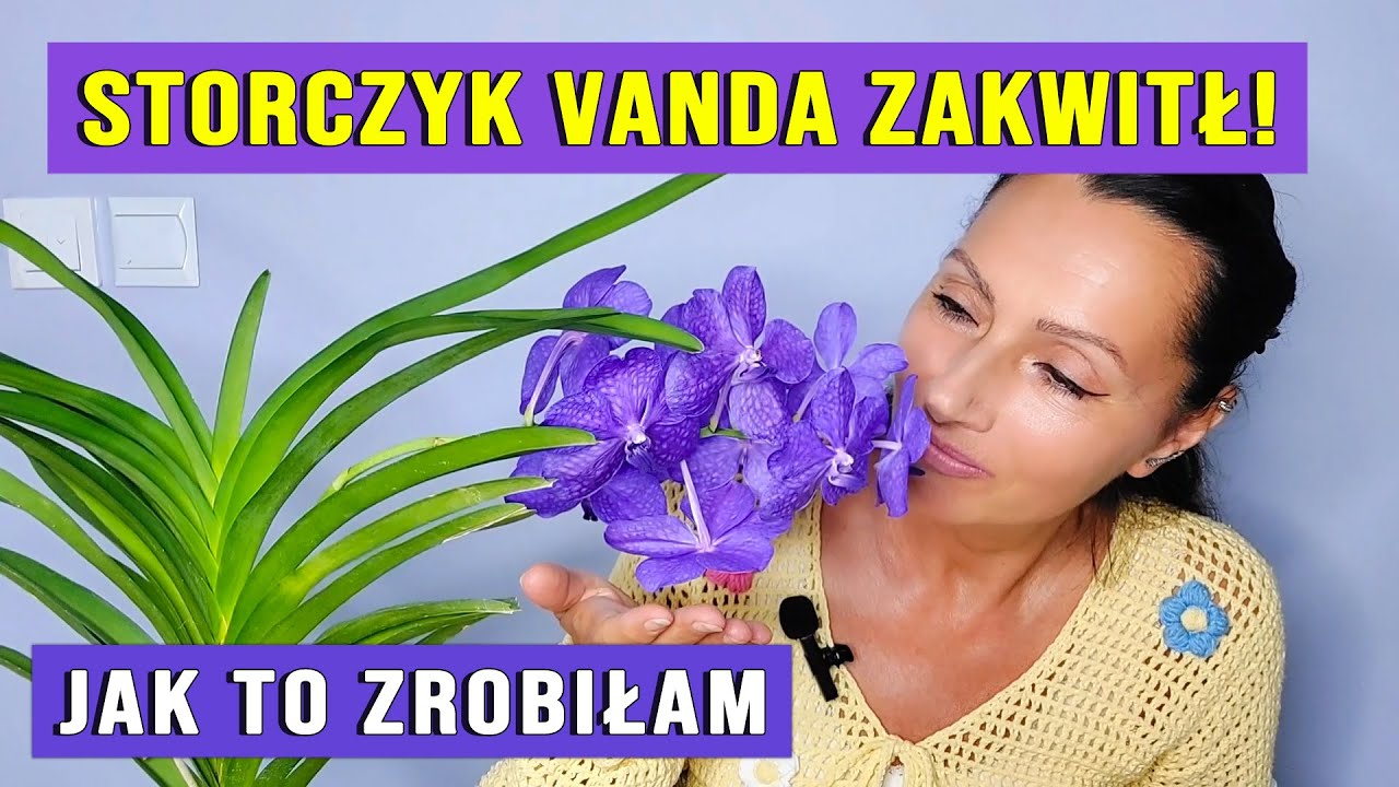 Storczyk Vanda zakwitł! Oto mój sekret pielęgnacji