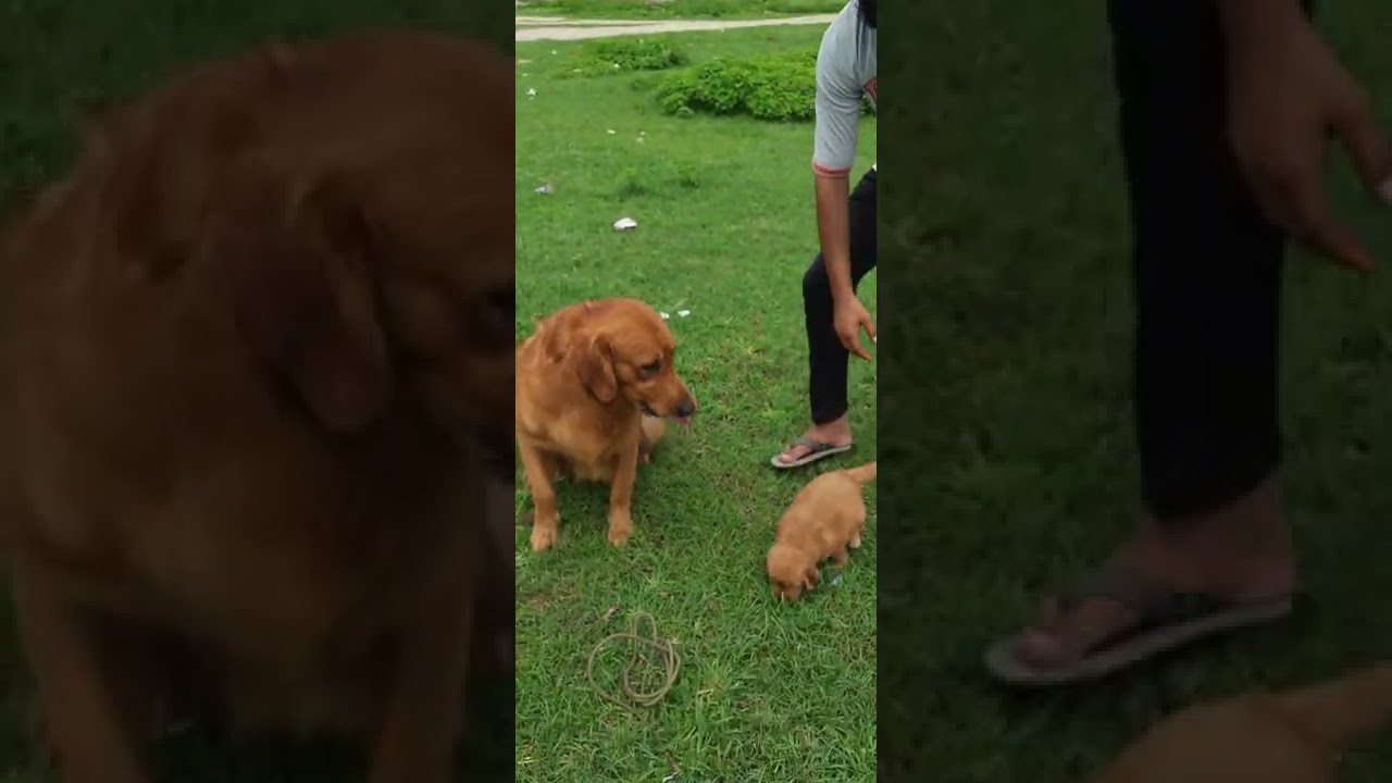 Pet care Golden Retriever Dog for sale Near me , 8650006680 Golden