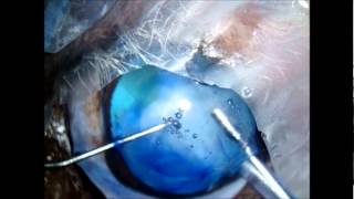 Cataract Surgery in a Dog (VETWEB)