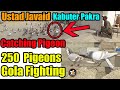 Ustad Javed OR Sharif Bhai 250 Gola Pigeons Amazing Birds Fight | Catching Pigeon | Kabooter Pakra