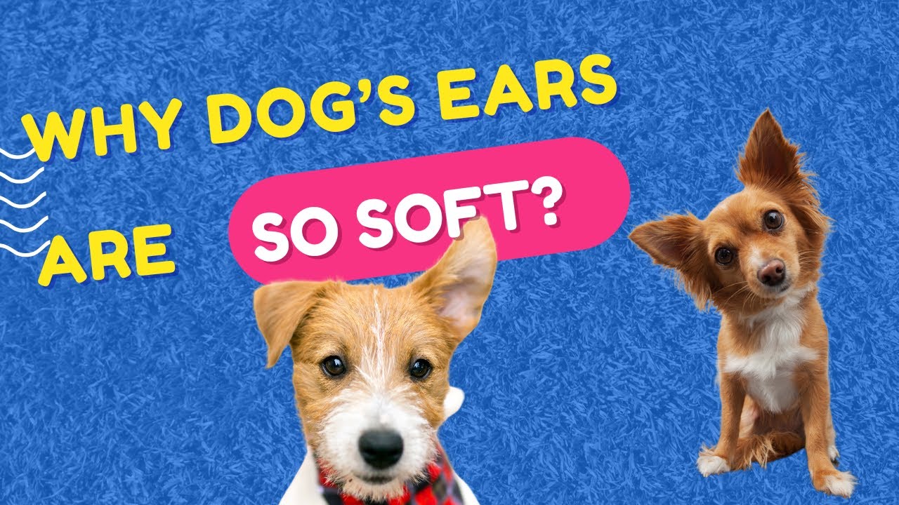 Why Are Dog Ears So Soft? 🐶 The Science Behind Those Velvety Flaps!