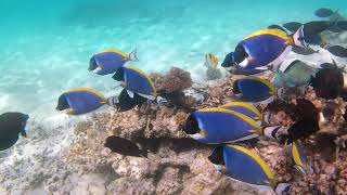 Maldives Surgeonfish & Titan Triggerfish by DRC