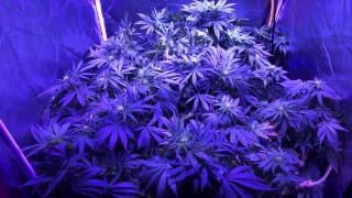 Grow closet in the West Bloomspect led lights.420 clones about to be transplant to hydroponics