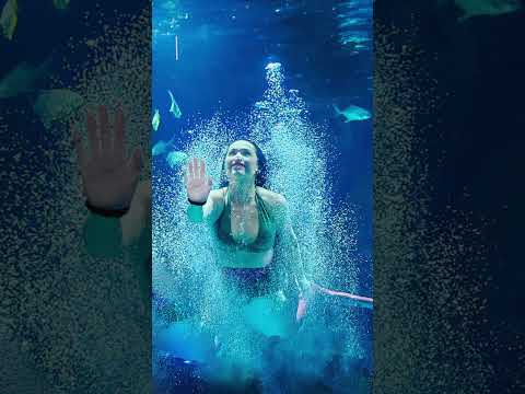 Mystic Mermaids at the Aquarium!  #mermaid #mermaidswimming #aquarium #aquariumlife #mermaids