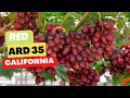 Ard 35 california  uzis vlogs pt1