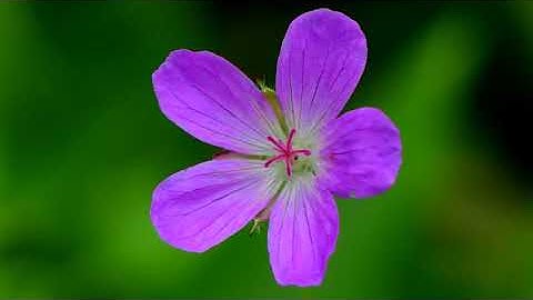 سورة البقرة بصوت القارئ ياسر المزروعي