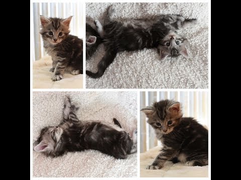 Vidéo: Chats Et Enfants Maine Coon : Une Excellente Combinaison