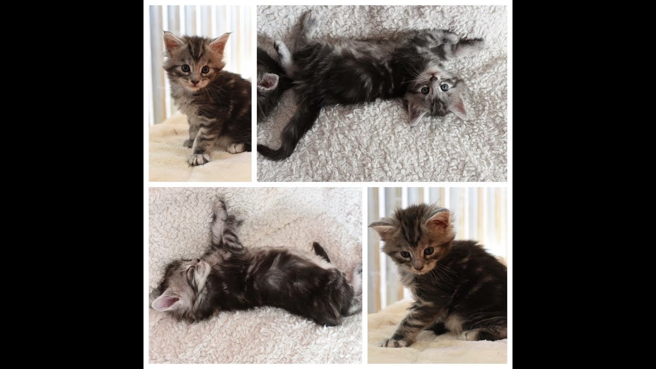 Evolution De Mon Bebe Maine Coon Youtube