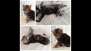 Evolution de mon bébé Maine coon