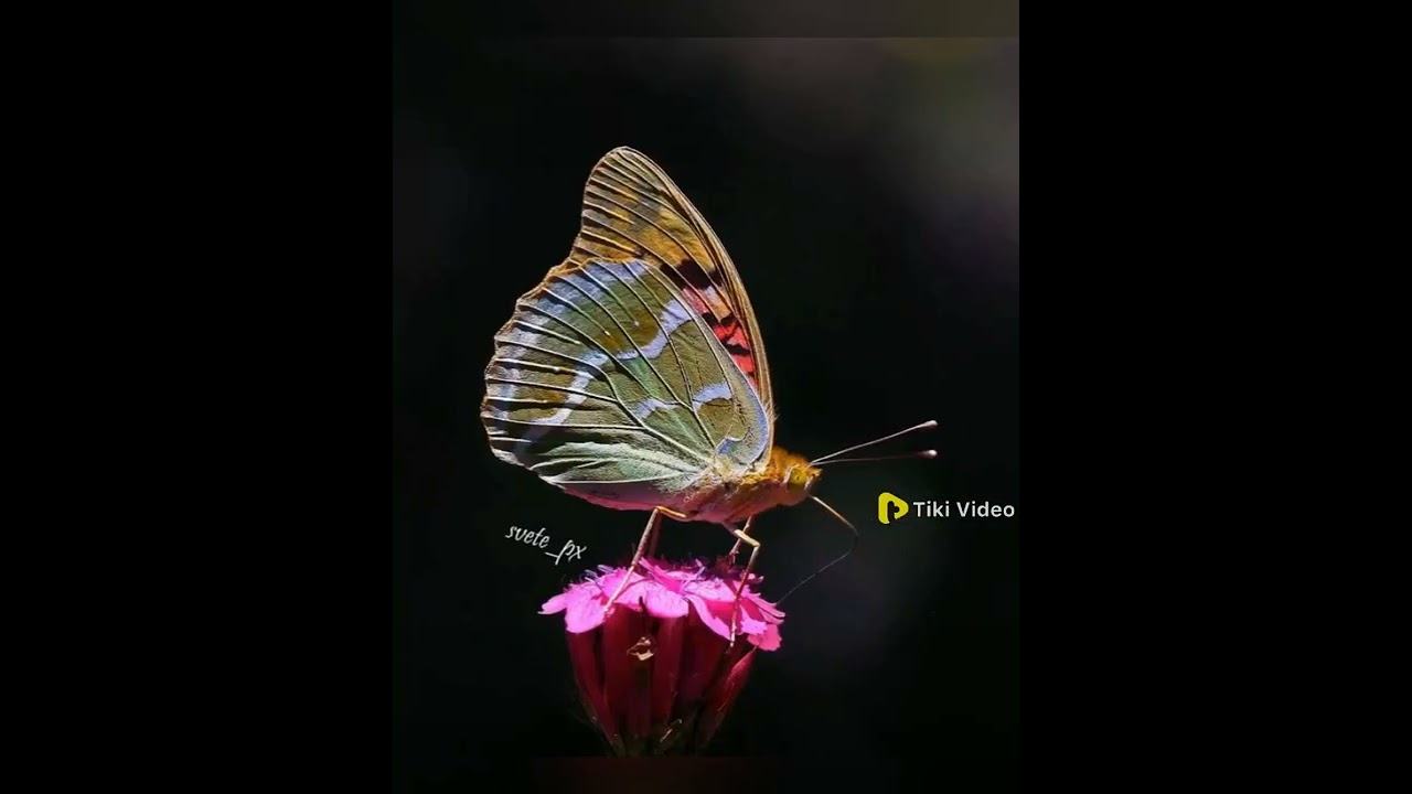 butterfly 🦋🦋🦋 status video