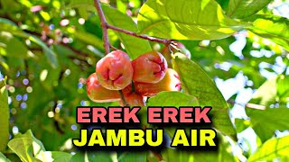 EREK EREK JAMBU AIR 2D 3D 4D & ARTI MIMPI BUAH JAMBU AIR