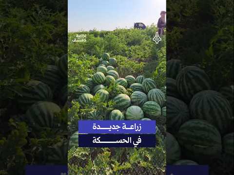لأول مرة.. مزارع يختبر زراعة البطيخ الأحمر في الحسكة