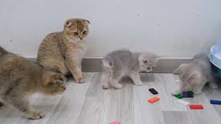 Cute Kittens Playing With Domino So Funny Video