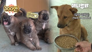 Mom Dog Refuses Dog Food After Giving Birth To A Puppy, Because..