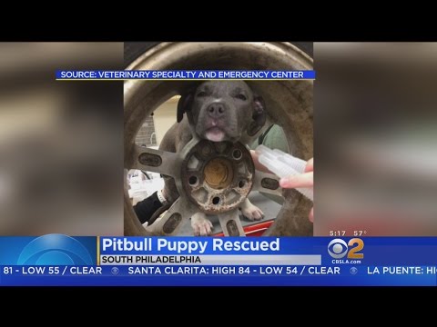Video: Pet Scoop: Stuck Puppy Freed From Wheel Rim, tenisa zvaigzne glābj suni, kas atrasts satiksmē