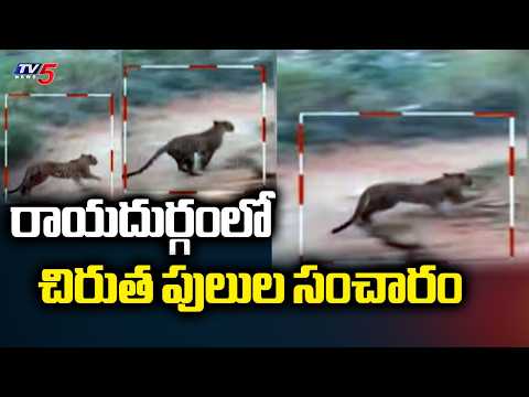 చిరుత పులుల సంచారం...Leopards Spotted Near Rayadurgam Outskirts | Anantapuram | TV5 - TV5NEWS