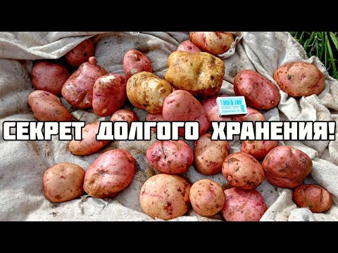 Секрет хранения картофеля до следующего лета без потери вкусовых качеств! Как хранить картошку?