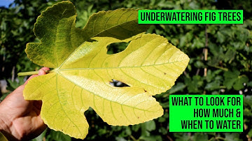 Underwatering Fig Trees: How to Know, How Much to Water & How Often