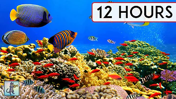 BEAUTIFUL CORAL REEF AQUARIUM COLLECTION • 12 HOURS • BEST RELAX MUSIC • SLEEP MUSIC • 1080p HD