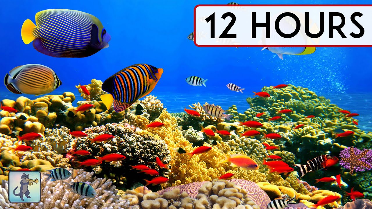 CORAL REEF AQUARIUM COLLECTION   12 HOURS  BEST RELAX 