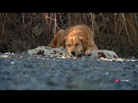 #ახალიკვირა სასიკვდილო ვირუსი