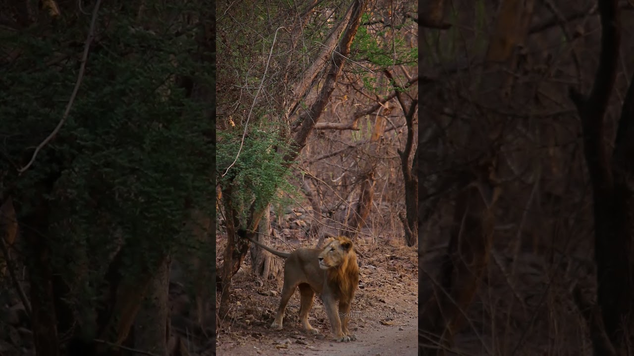TERRITORIAL Lion|Gir jungle safari #girnationalpark #Girlion #sasangir
