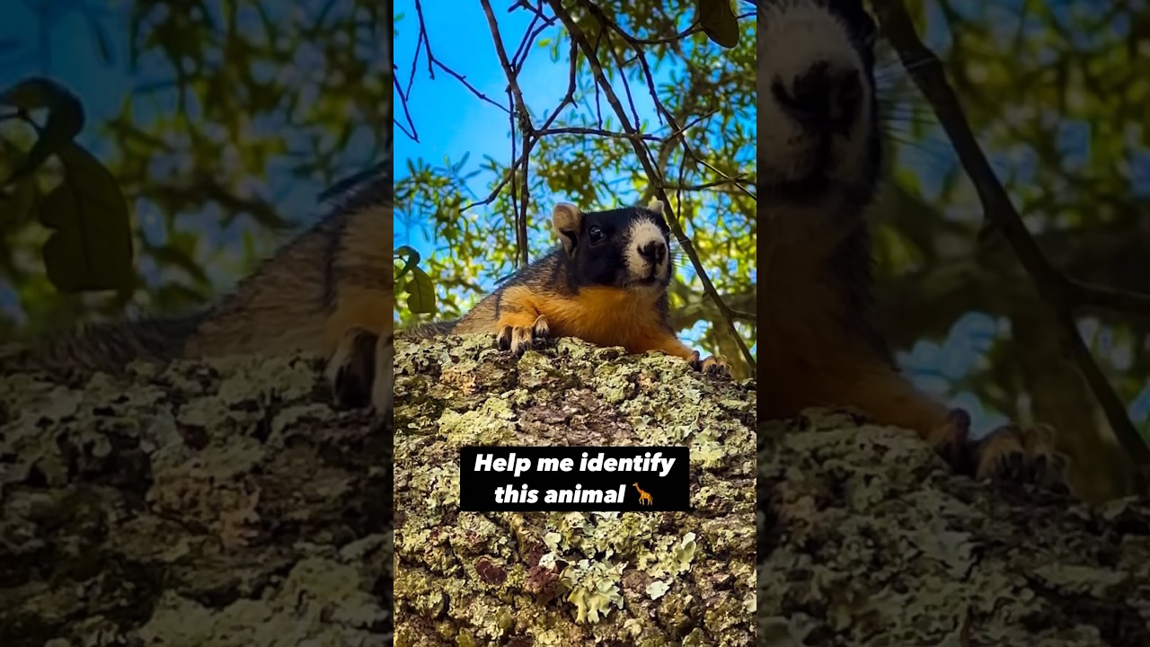 #Florida has some really #weird #animals - #identify #whatisthis #ferret  #squirrel #mongoose